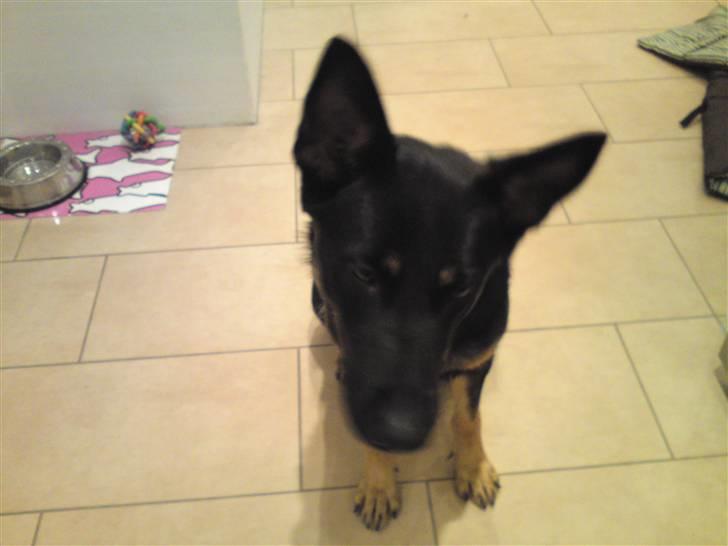 Schæferhund Cartagenas Fanny - mums jeg er såååe, bedårende ;D billede 3