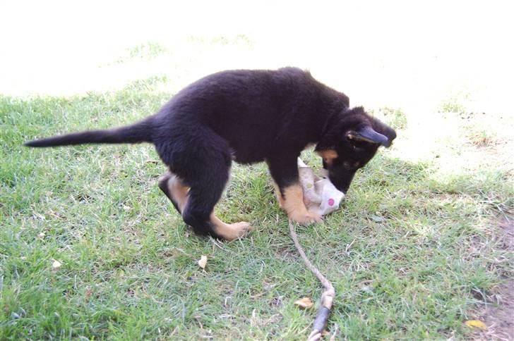 Schæferhund Cartagenas Fanny - JEG har dig!(6 uger/7 uger) billede 4