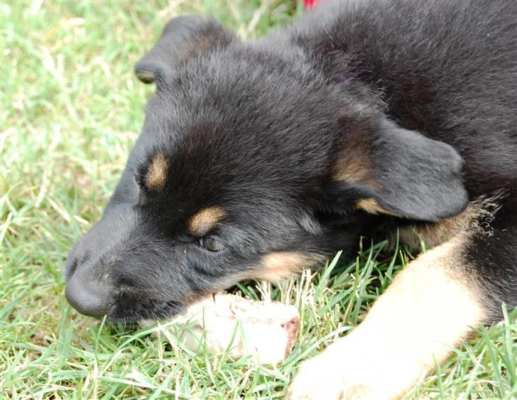 Schæferhund Cartagenas Fanny - Hehe, tyg tyg(6 uger/7 uger) billede 5