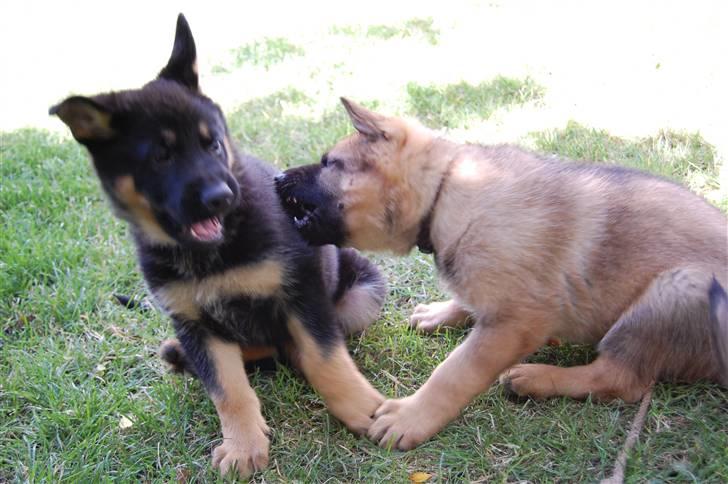 Schæferhund Cartagenas Fanny - Heeey, hvad laver du!?(6 uger/7 uger) billede 6