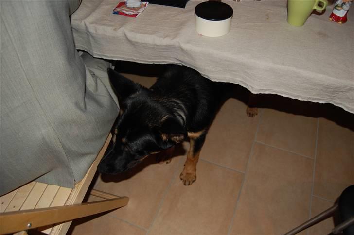 Schæferhund Cartagenas Fanny - Fanny der nyyyddder at holde julefrokost billede 7