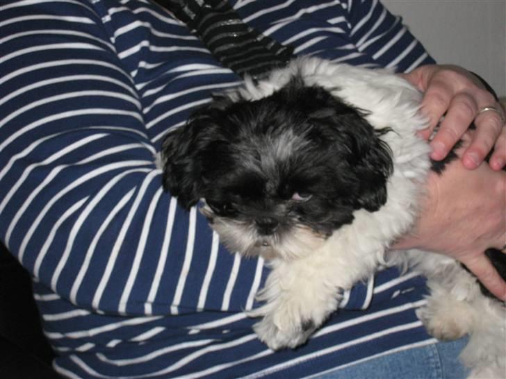 Shih tzu Tyson - Det er livet,at putte i mor´s arme.. billede 7