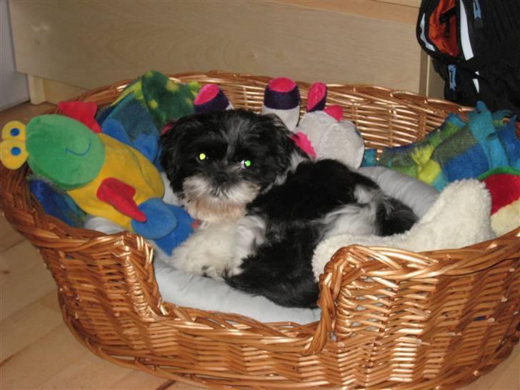 Shih tzu Tyson - Kurven den er go´.. billede 8