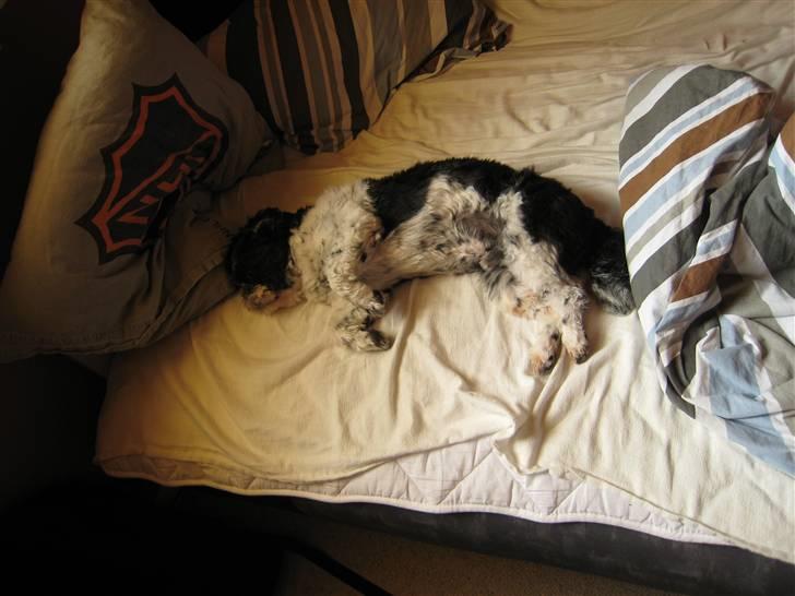 Shih tzu Tyson - Her er jeg kommet ind på Morten´s værelse og zzzzzzzz. billede 9