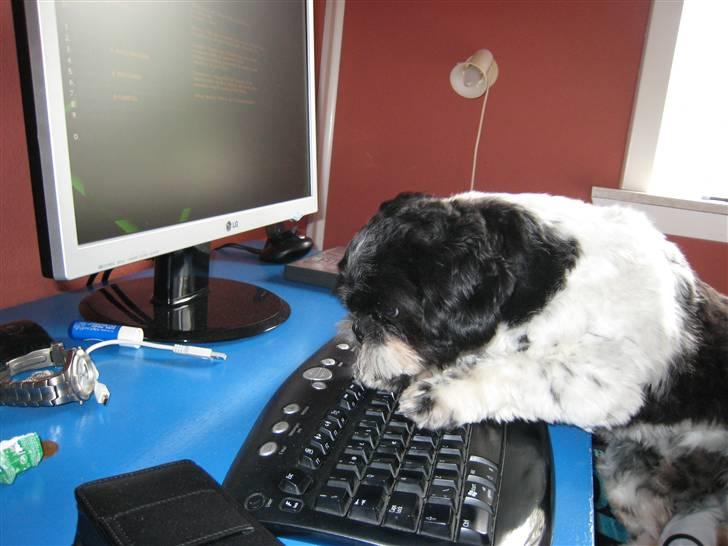 Shih tzu Tyson - Er inde på HG,og se på damer..Wow. billede 10