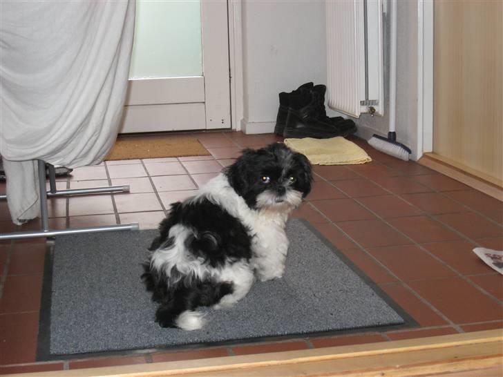 Shih tzu Tyson - Er med mor på feriebesøg-vil være sikker på,at komme med hjem igen. billede 11
