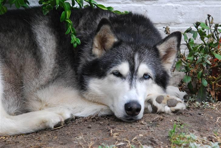 Siberian husky Moe  -  R.I.P 21/5-2009 - Lad mig nu sove ! billede 8