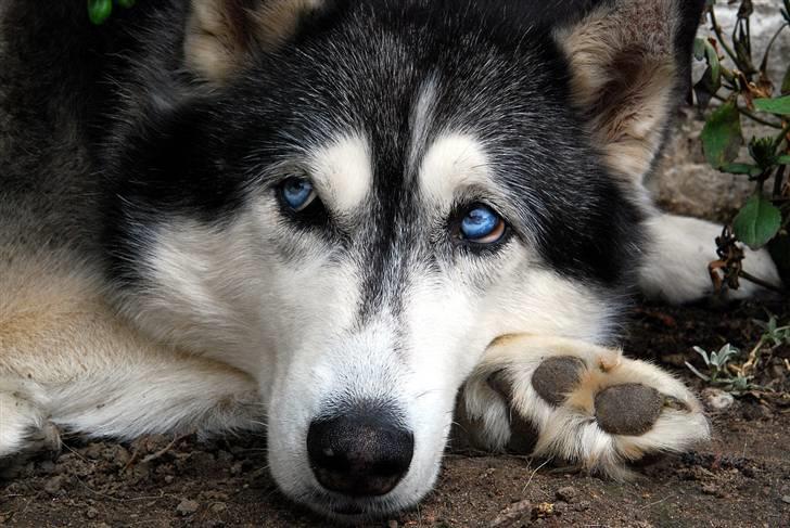 Siberian husky Moe  -  R.I.P 21/5-2009 - Man skal vist ikke kigge direkte i kameraet, vel ? billede 9