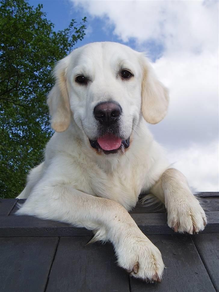 Golden retriever Classic (Autumn-Gold)  billede 1