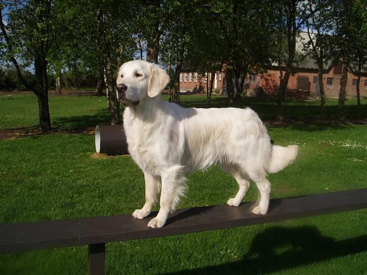Golden retriever Classic (Autumn-Gold)  - Classic ca. 1½ år - en glad unghund billede 2