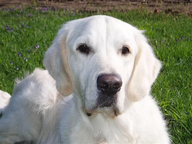 Golden retriever Classic (Autumn-Gold)  billede 3