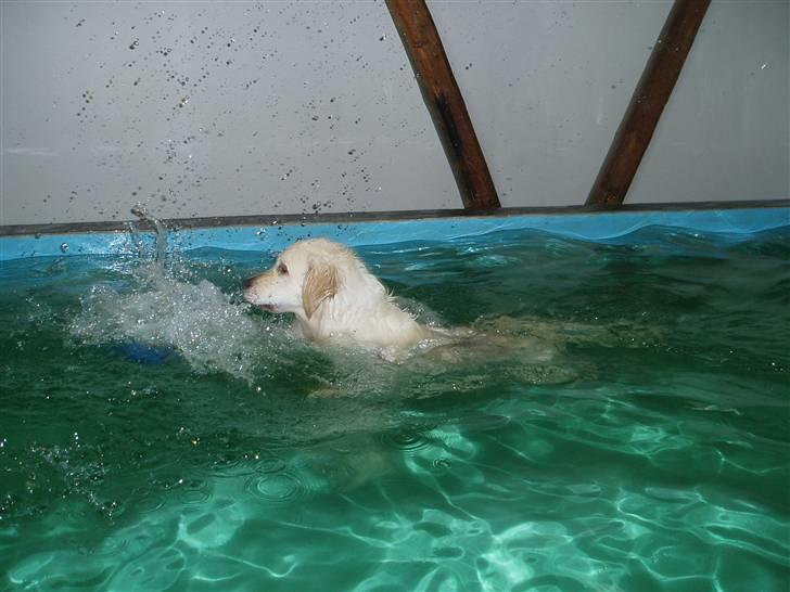 Golden retriever Classic (Autumn-Gold)  - En tur i svømmeren over vinteren er noget han kan lide! billede 4