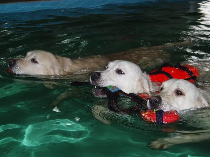 Golden retriever Classic (Autumn-Gold)  - Classic med vennerne i svømmmehallen: Fra venstre: Gustav, Malthe og Classic. billede 5