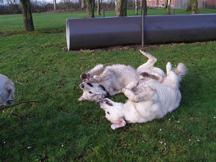 Golden retriever Classic (Autumn-Gold)  - Malthe og Classic - Malthe er den bedste legekammerat! billede 6