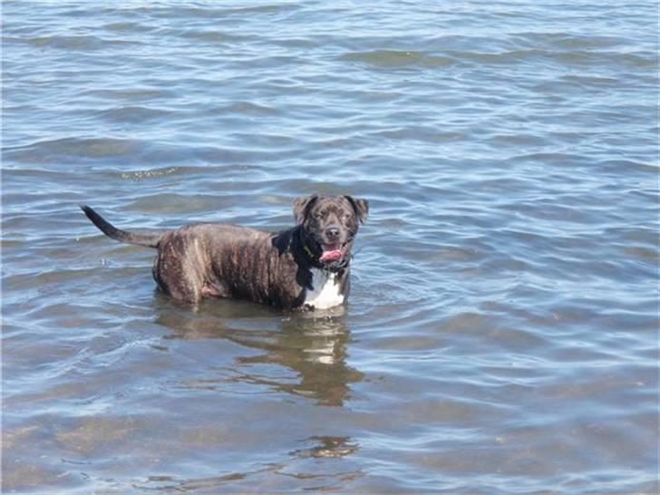 Blanding af racer Eika billede 17