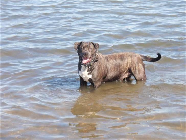 Blanding af racer Eika billede 18