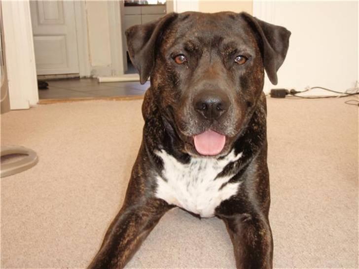 Blanding af racer Eika billede 19