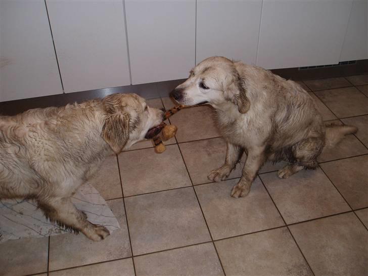 Golden retriever Classic (Autumn-Gold)  - Malthe og Classic igen - hvorfor er de to altid beskidte?! billede 7