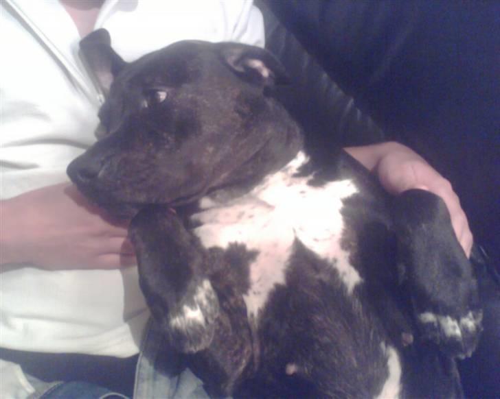 Blanding af racer Eika billede 20