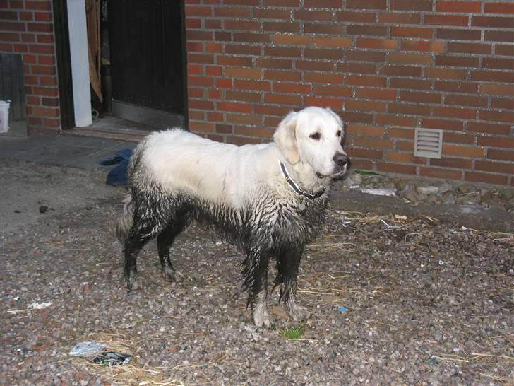 Golden retriever Classic (Autumn-Gold)  - Vand er rigtig godt, men mudder er altså også godt. Stanken var forfærdelig!!!! billede 8