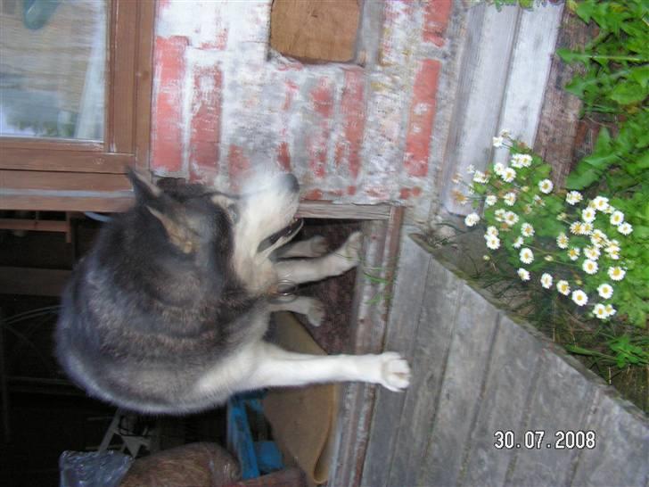 Siberian husky Moe  -  R.I.P 21/5-2009 - Gider / gider ikke gå ud i hundehaven billede 10
