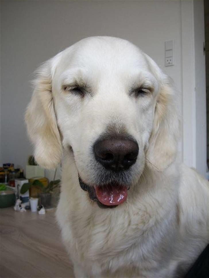 Golden retriever Classic (Autumn-Gold)  - He he he....... billede 9