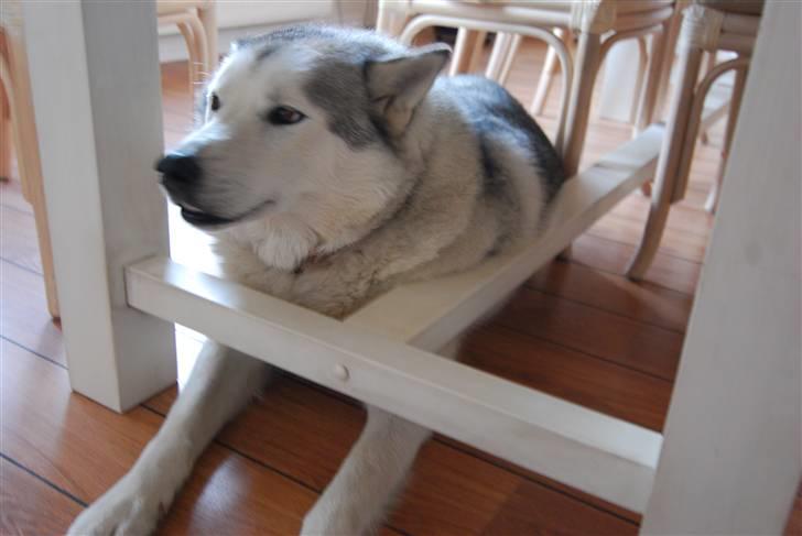 Siberian husky Quatro - Min strategiske plads under spisebordet billede 9