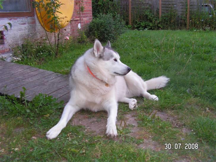 Siberian husky Quatro - Her nyder jeg livet i min store hundehave billede 10