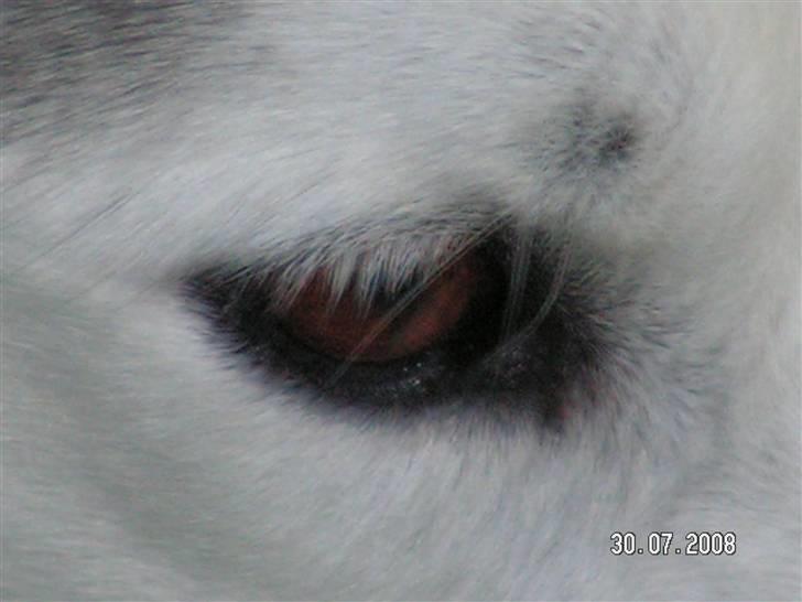 Siberian husky Quatro - Jeg har bare dejlige brune øjne billede 11