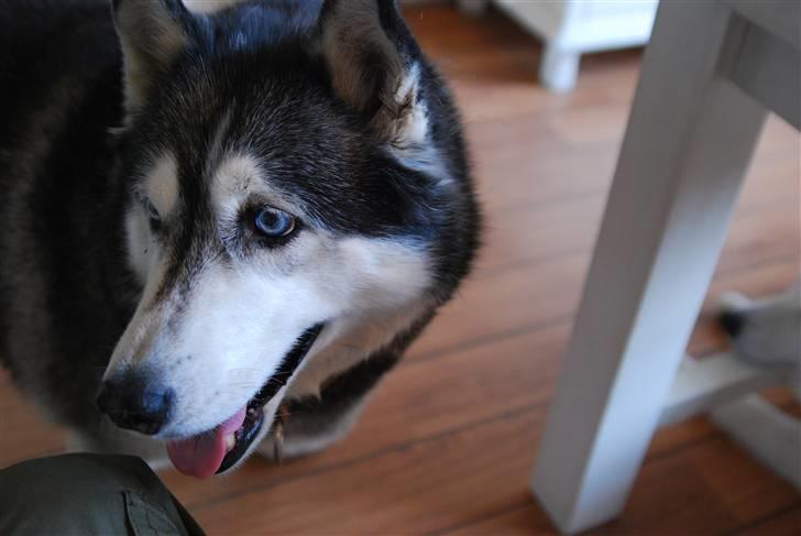 Siberian husky Moe  -  R.I.P 21/5-2009 - Se mine dejlige blå øjne ! billede 11