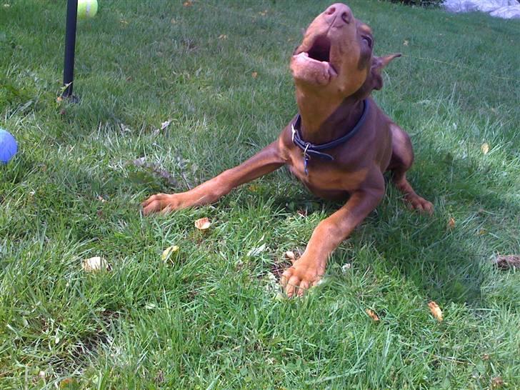 Dobermann Koko billede 1