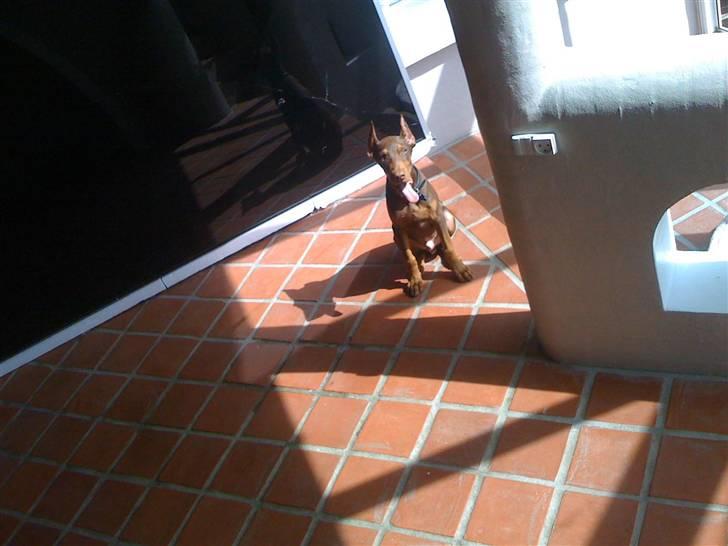 Dobermann Koko billede 2