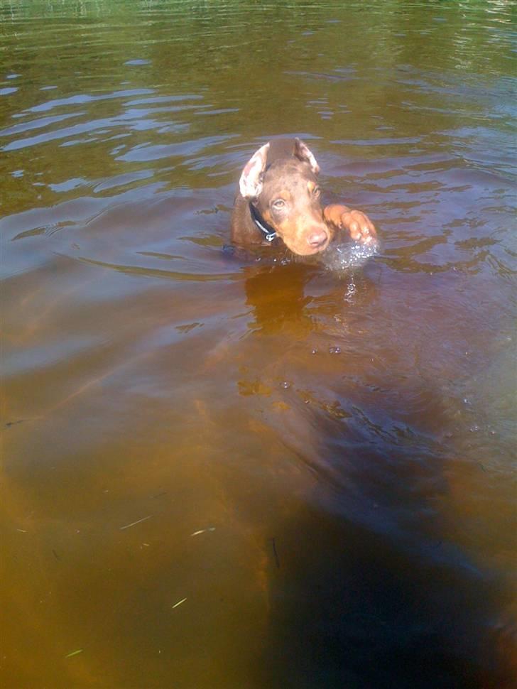 Dobermann Koko billede 3