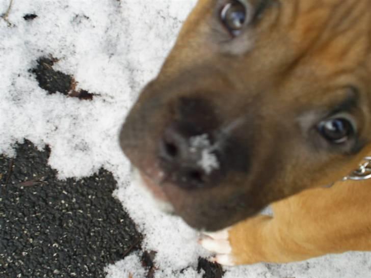 Amerikansk staffordshire terrier   - AA Bandit of G-A - Jeg har ikke gjort noget :o) billede 12