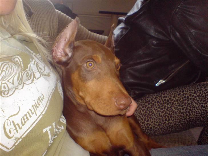 Dobermann Koko billede 4