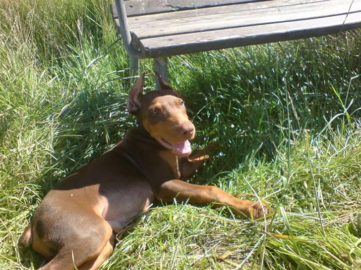 Dobermann Koko billede 5