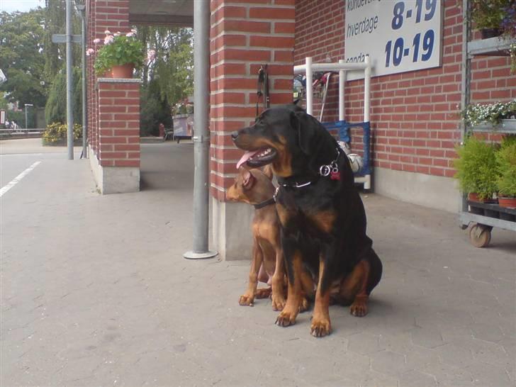 Dobermann Koko billede 6