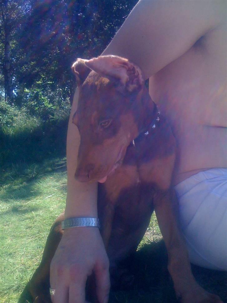 Dobermann Koko billede 8