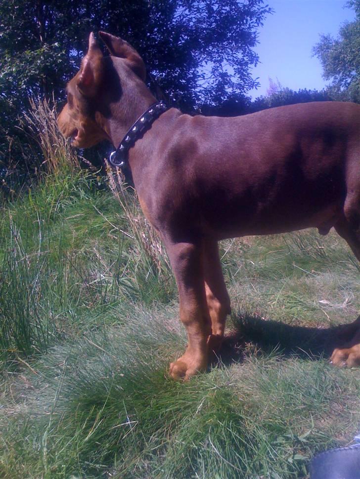 Dobermann Koko billede 9