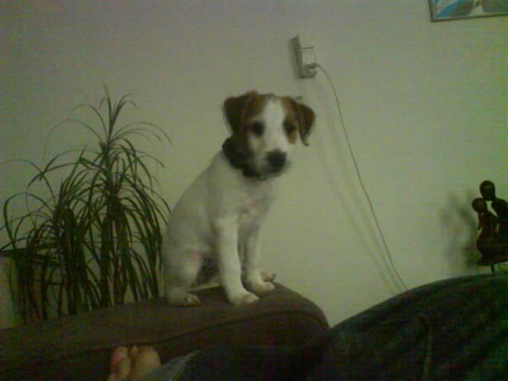 Jack russell terrier Victor Borge -tidligere hund- billede 14