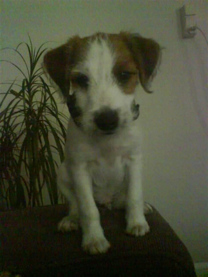 Jack russell terrier Victor Borge -tidligere hund- billede 15