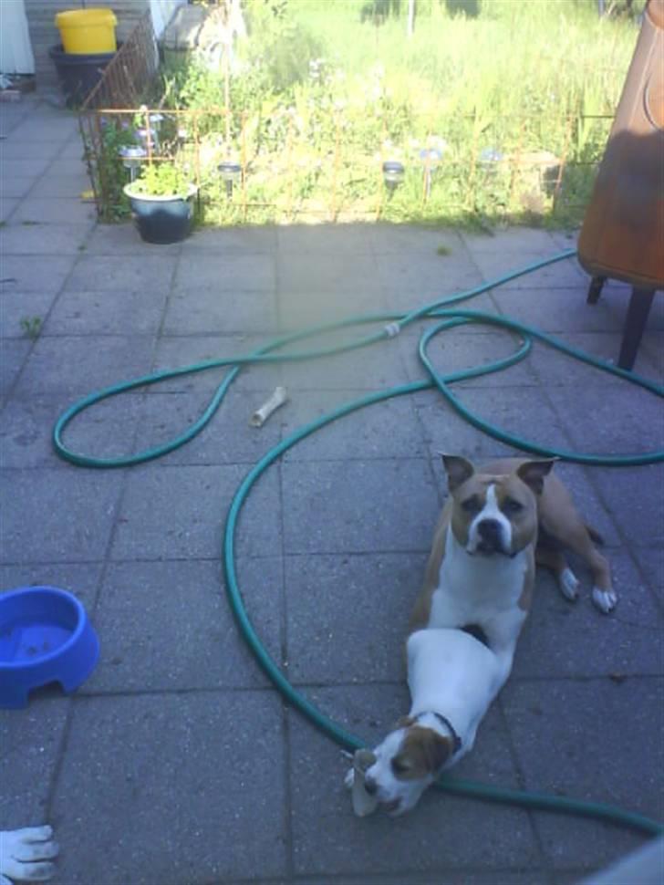 Jack russell terrier Victor Borge -tidligere hund- billede 16