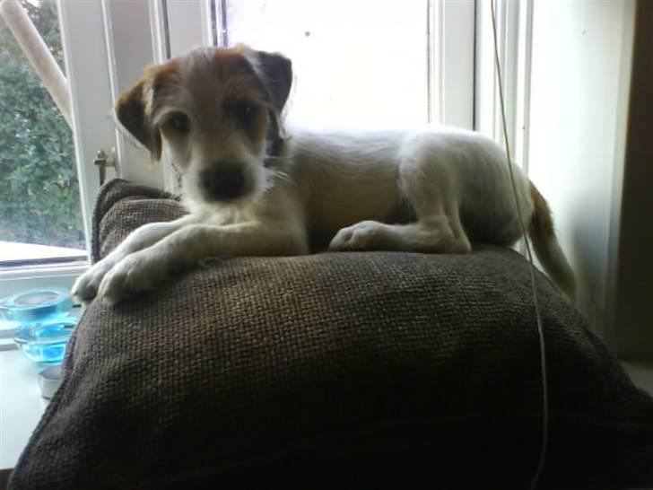 Jack russell terrier Victor Borge -tidligere hund- billede 17