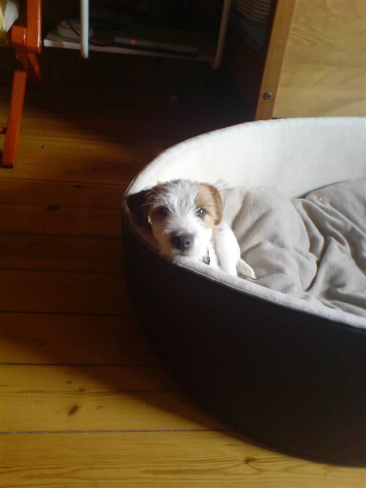 Jack russell terrier Victor Borge -tidligere hund- billede 18