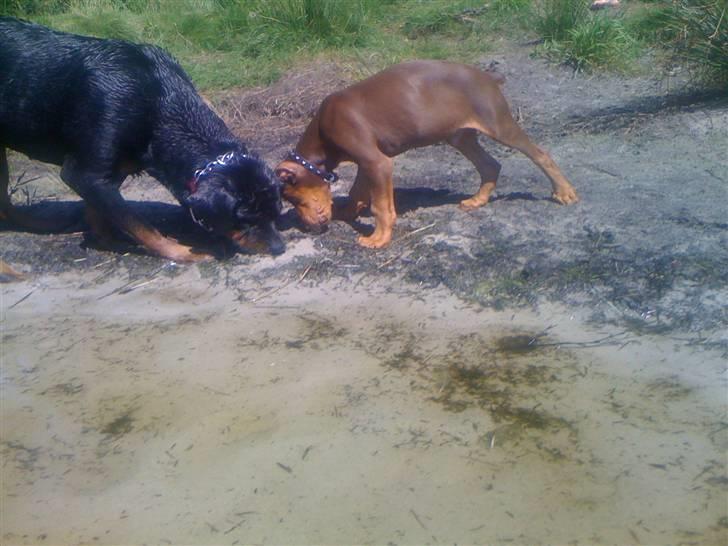 Dobermann Koko billede 10