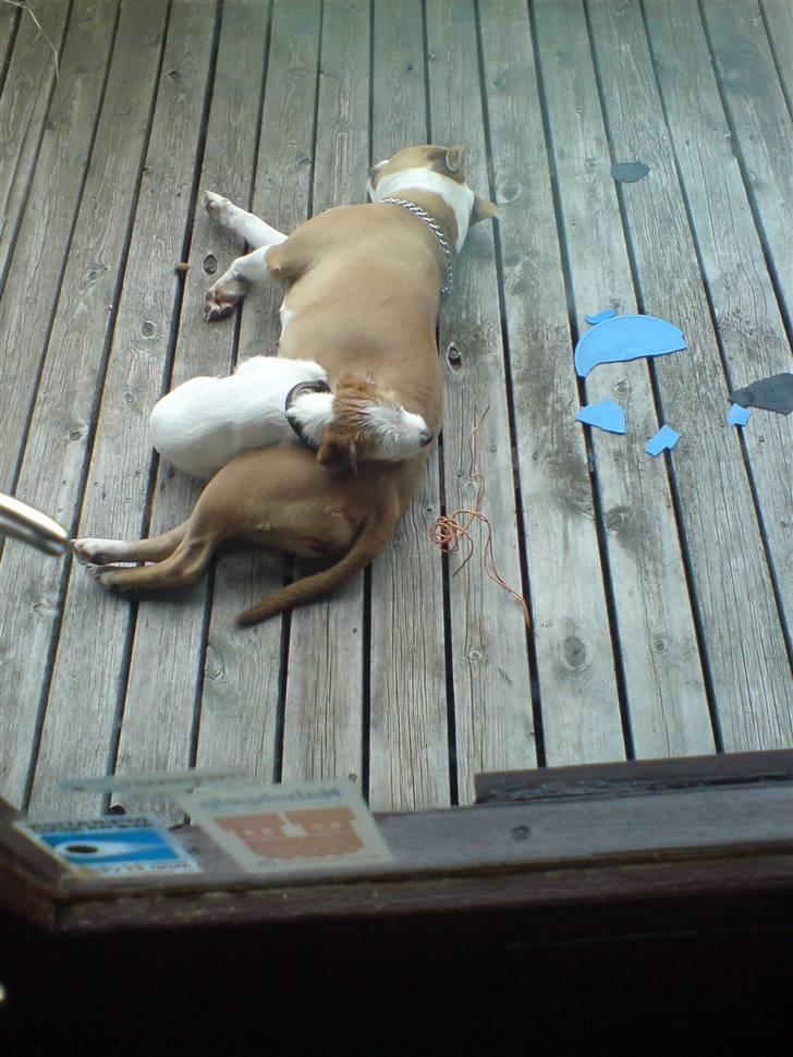 Jack russell terrier Victor Borge -tidligere hund- billede 19