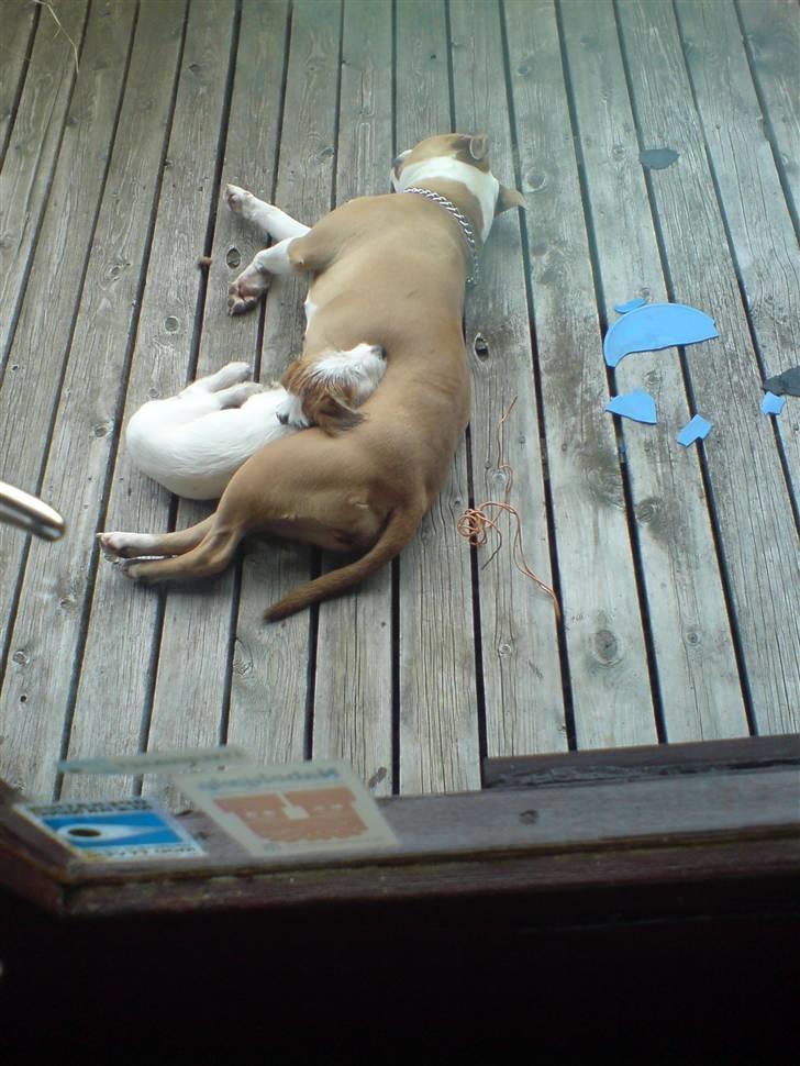 Jack russell terrier Victor Borge -tidligere hund- billede 20