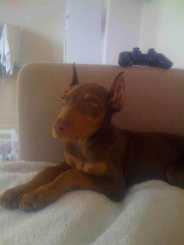 Dobermann Koko billede 11