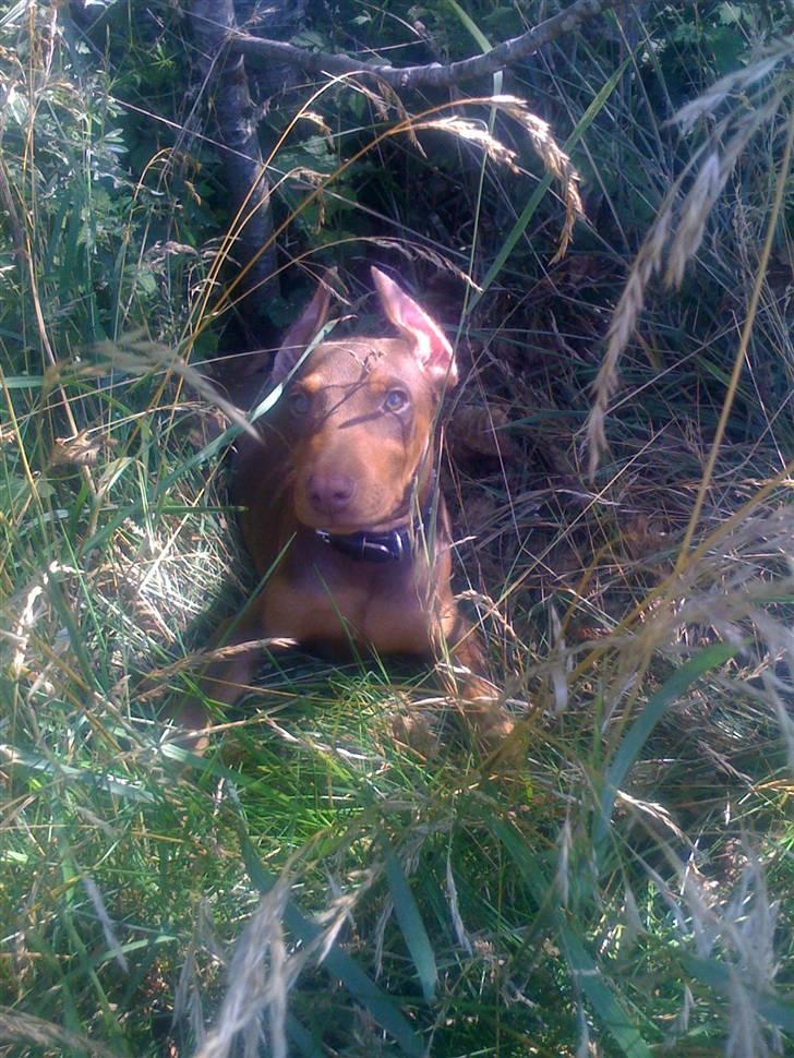 Dobermann Koko billede 12