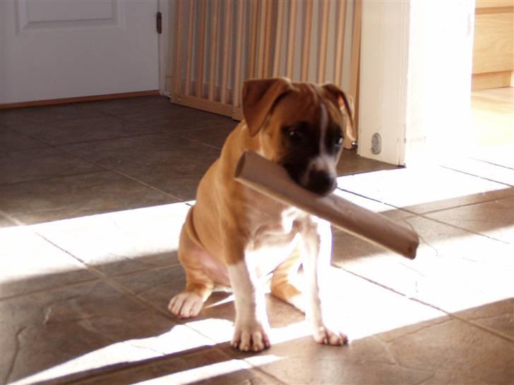 Amerikansk staffordshire terrier Django R.I.P Baby - Min Django baby billede 1